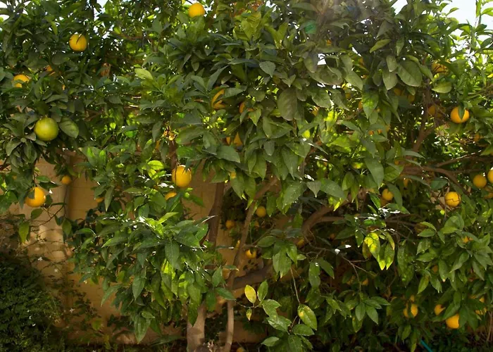 El Regreso El Pinar *